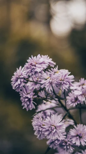 Hình nền hoa 56