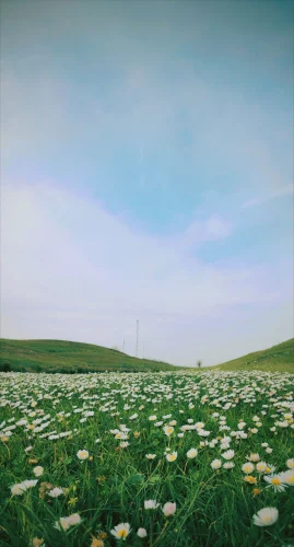 Hình nền hoa 68
