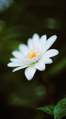 Hình nền hoa 72