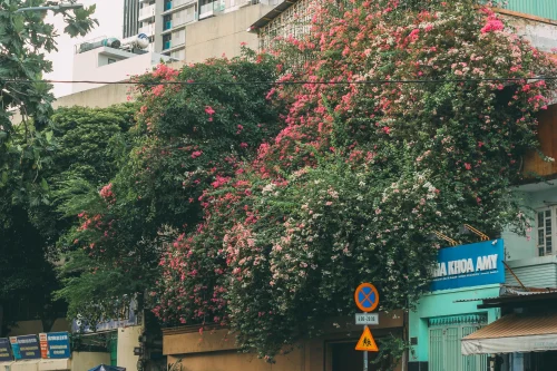 Hình nền hoa 16