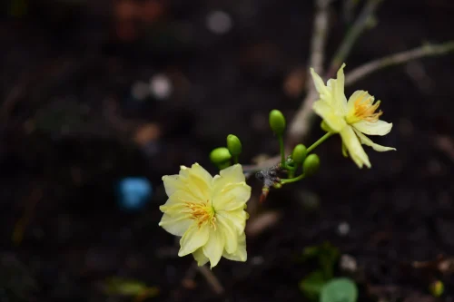Hình nền hoa 20