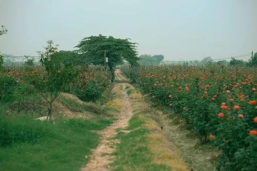 Hình nền hoa 83