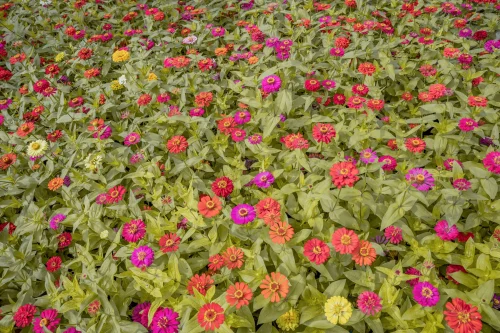 Hình nền hoa 100