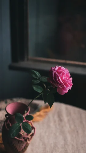 Hình nền hồng 12