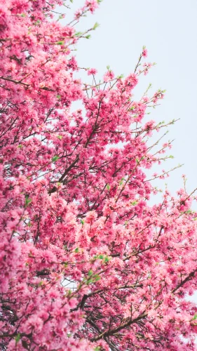 Hình nền hồng 16