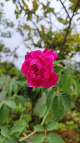Hình nền hồng 30