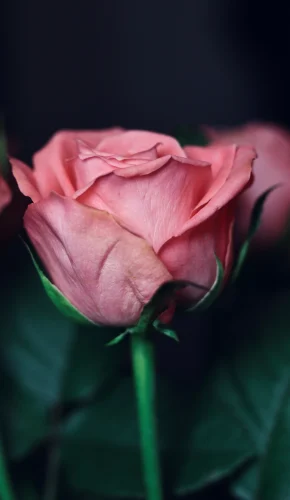 Hình nền hồng 40