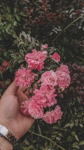 Hình nền hồng 45
