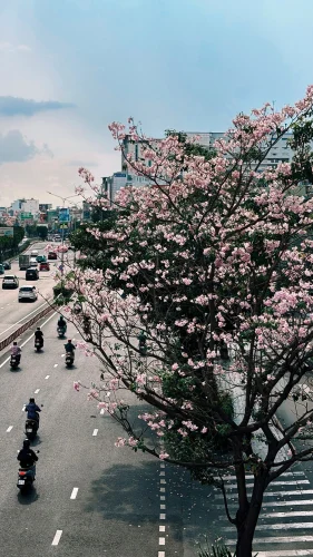 Hình nền hồng 46