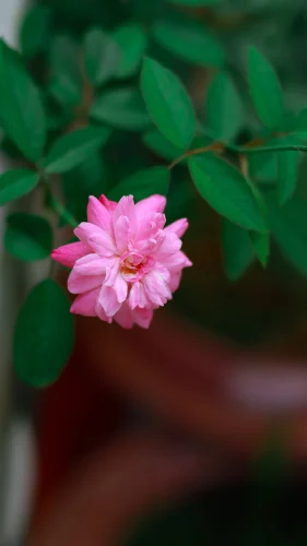 Hình nền hồng 64