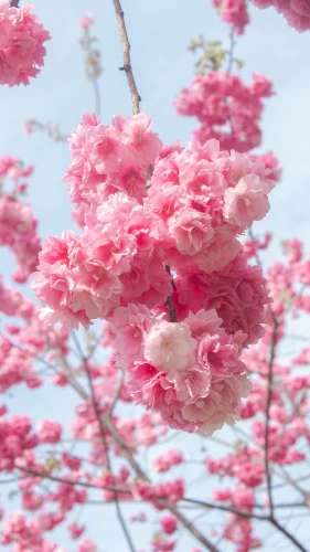 Hình nền hồng 69