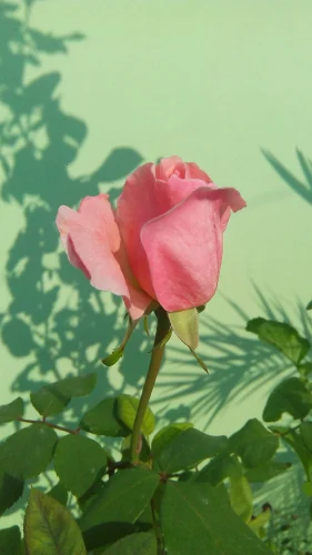 Hình nền hồng 72