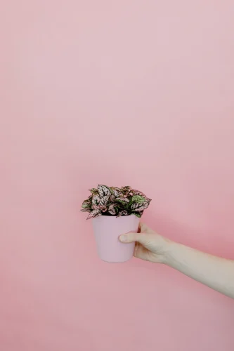 Hình nền hồng 78