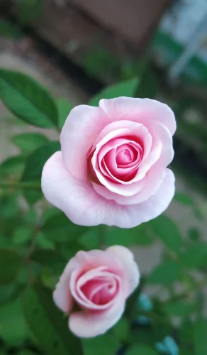 Hình nền hồng 80