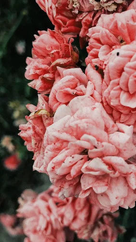 Hình nền hồng 81