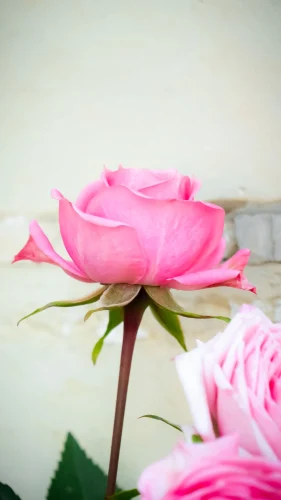 Hình nền hồng 93