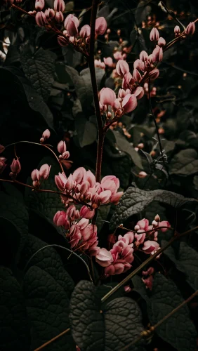 Hình nền hồng 102