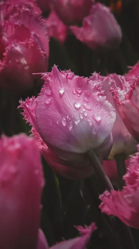 Hình nền hồng 111