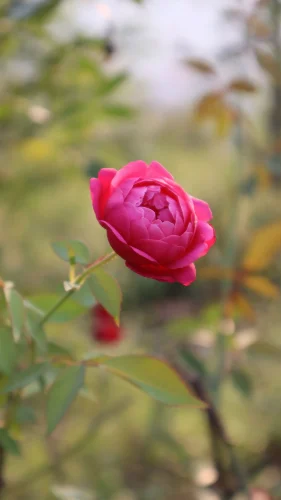 Hình nền hồng 116