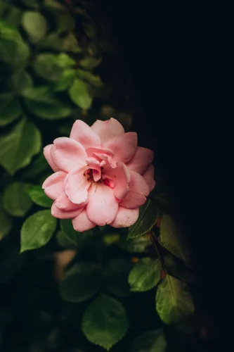 Hình nền hồng 118