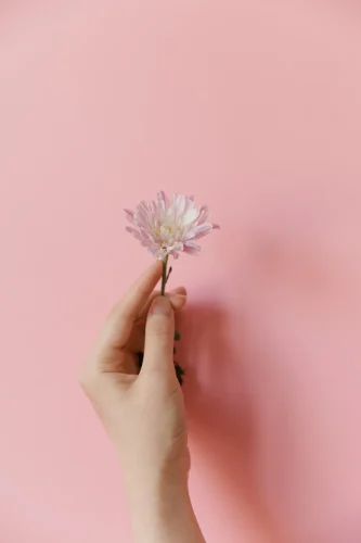 Hình nền hồng 120