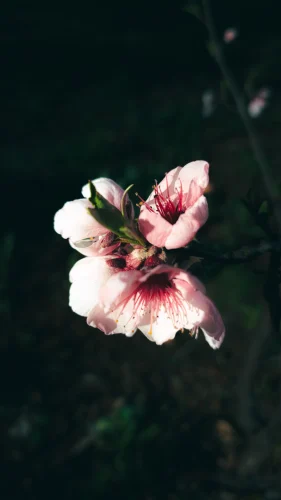 Hình nền iPhone 58