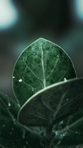 Hình nền iPhone 81