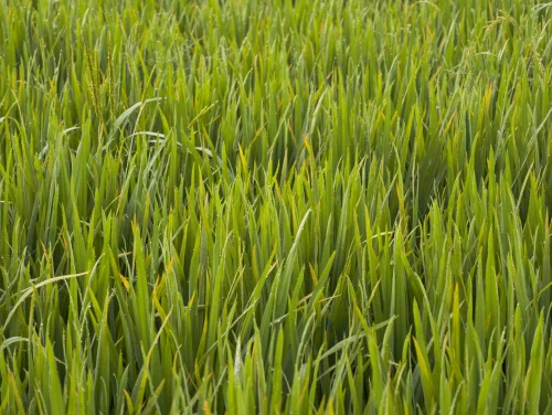 Hình nền lá cây 3