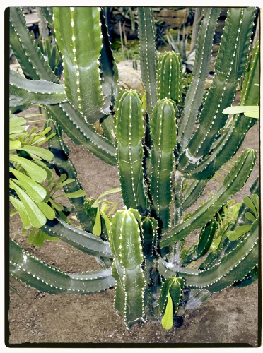 Hình nền lá cây 9