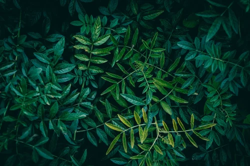 Hình nền lá cây 7