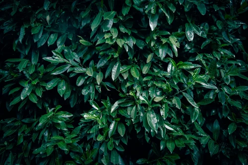 Hình nền lá cây 12
