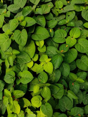 Hình nền lá cây 14