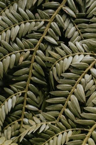 Hình nền lá cây 20