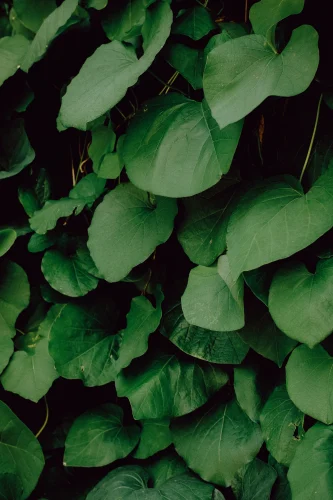 Hình nền lá cây 21