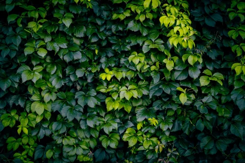 Hình nền lá cây 27
