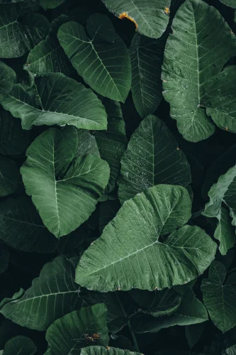 Hình nền lá cây 25