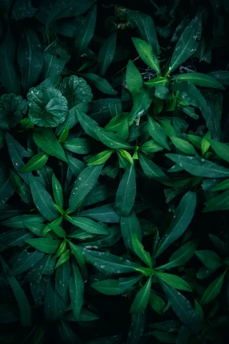 Hình nền lá cây 27