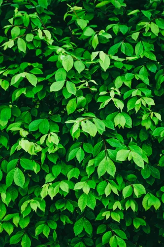 Hình nền lá cây 28