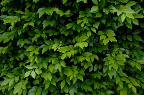 Hình nền lá cây 34