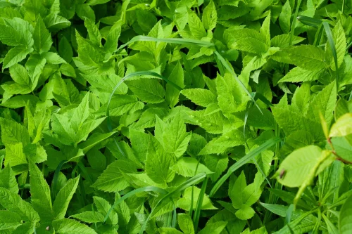 Hình nền lá cây 36