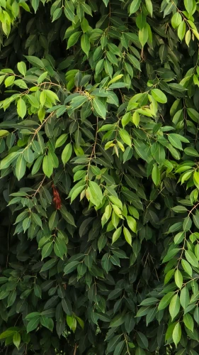 Hình nền lá cây 32