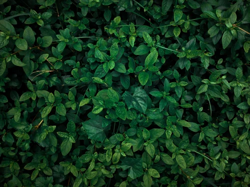 Hình nền lá cây 39