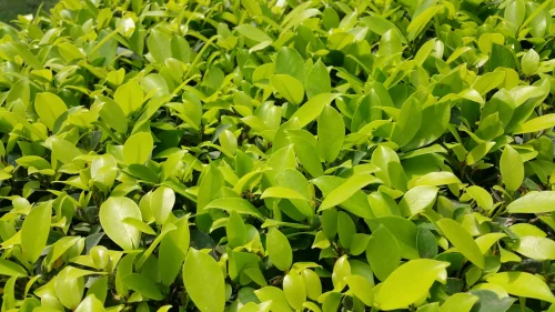 Hình nền lá cây 42