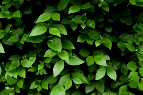 Hình nền lá cây 53