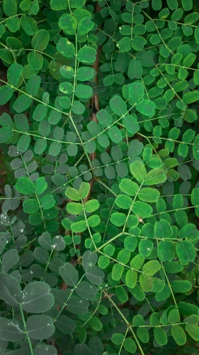 Hình nền lá cây 46