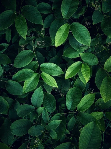 Hình nền lá cây 47
