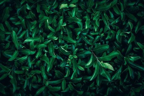Hình nền lá cây 64