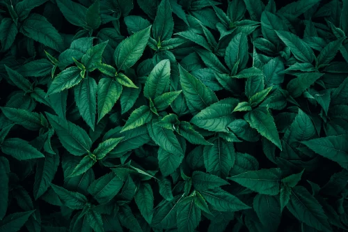 Hình nền lá cây 65