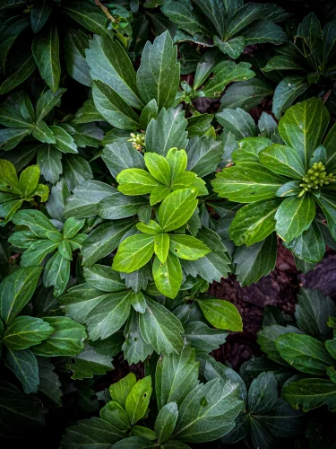 Hình nền lá cây 52
