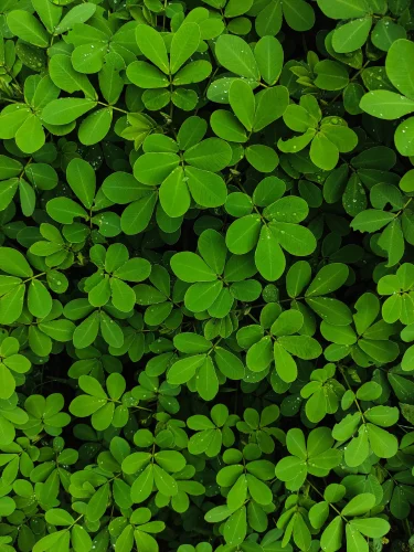 Hình nền lá cây 58